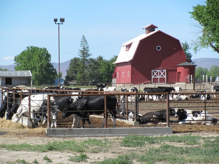 Cattle Ranch